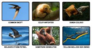 Every Animal That Never Touches the Ground Explained in 14 Minutes