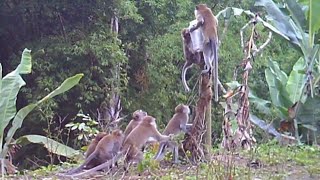 ❤Trik membuat jebakan hama monyet menggunakan stoples bekas di kebun