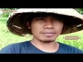 Merdu Nya Suara Perkutut Kidungan Kanjeng Sunan Kali Jogo Mp3 - Mp4 Download
