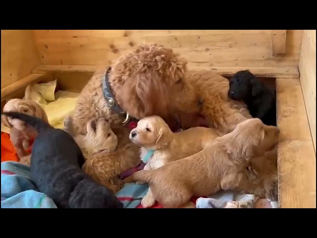 .... schmusen, kuscheln, schlafen ....