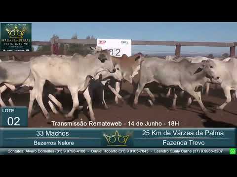 Lote 02 - Leilão Gado de Corte Haras Imperial & Convidados