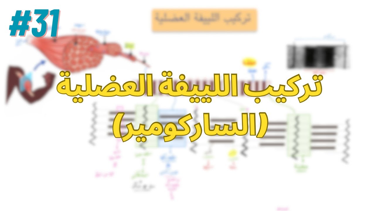 تركيب اللييفة العضلية