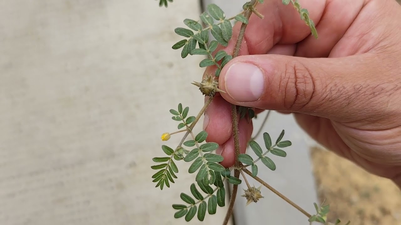 🌿 Planta pinchabicis | ABROJO - CADILLO | Tribulus Terrestris