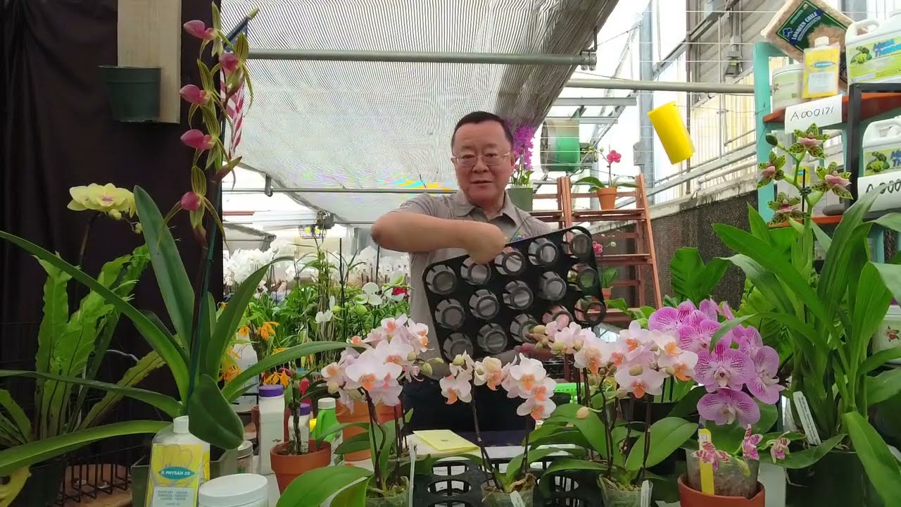 Norman Fang Live!  Episode 99- Summer Pest Preventative and Treatment