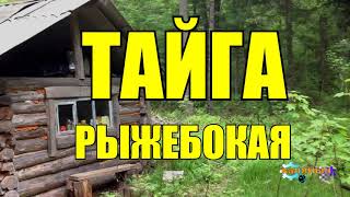 РЫЖЕБОКАЯ ТАЙГА