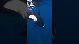 Orca Saying Hello 🥹