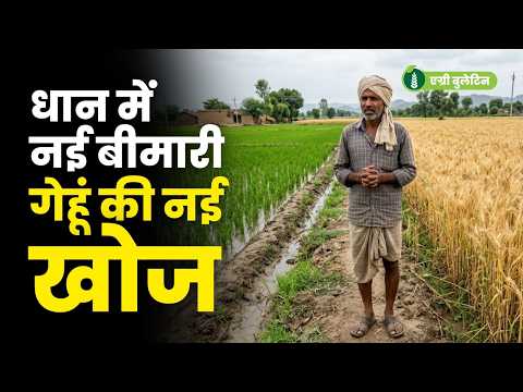 धान किसानों के लिए बड़ा Alert | गेहूं पर वैज्ञानिकों की बड़ी खोज | हफ्ते की बड़ी खबरें Agri Bulletin