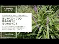 はじめてのヤブラン基本の育て方５つのポイント