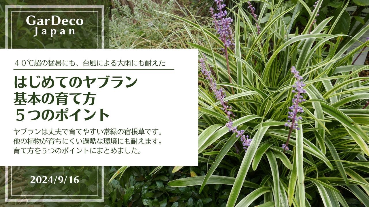 はじめてのヤブラン基本の育て方5つのポイント - YouTube