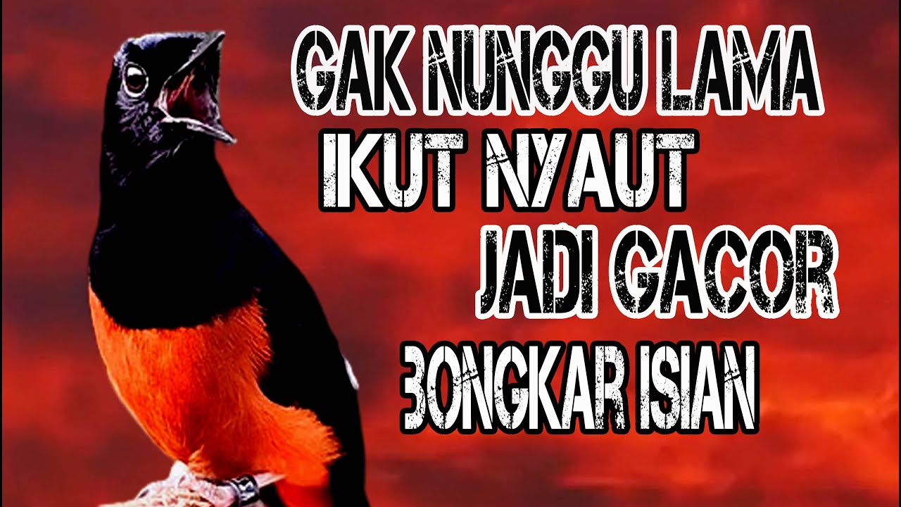 CUKUP 5 DETIK GAK PAKEK LAMA ! Murai Batu APAPUN langsung Nyaut jadi NGOTOT IKUT GACOR BONGKAR ISIAN