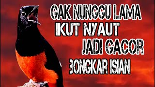 CUKUP 5 DETIK GAK PAKEK LAMA ! Murai Batu APAPUN langsung Nyaut jadi NGOTOT IKUT GACOR BONGKAR ISIAN