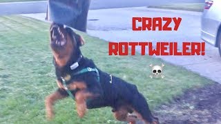 Rottweiler gets the zoomies! Has lots of energy. |21