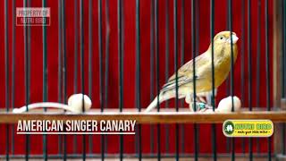 KENARI AMERICAN SINGER TERNAKAN INDONESIA