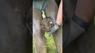 Who Finds This Satisfying? #Farrier #Asmr #Satisfying #Shorts #Giveityourbestshort