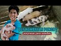 ME COMPRÉ 3 CERDITOS 🐖 Para no aburrirme en esta cuarentena  - Salomón Valencia