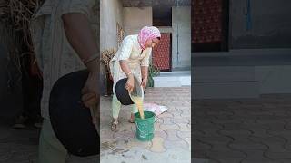 गर्मियों में पशुओं का दूध बढ़ाने का आसान तरीका 💯✅#dairyfarming #cow #murraha #baffalo #farming