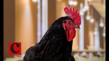 The making of the ad: Chiltern Railway