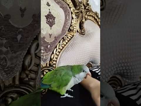 به کلمه قفس حساسه   لایک       