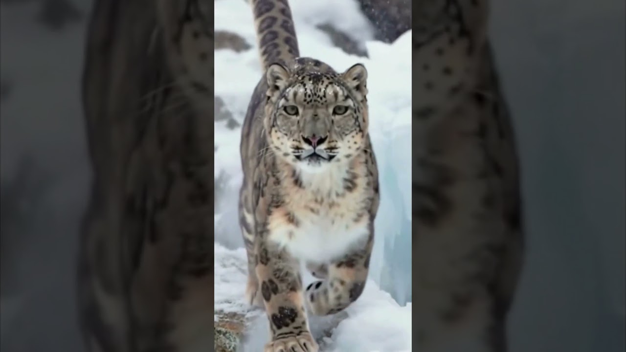 The Snow Leopard’s Impossible Jump — In a Storm
