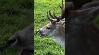 Mambo Ya Kufurahisha Ya Enviroverse - Pembe Za Kulungu