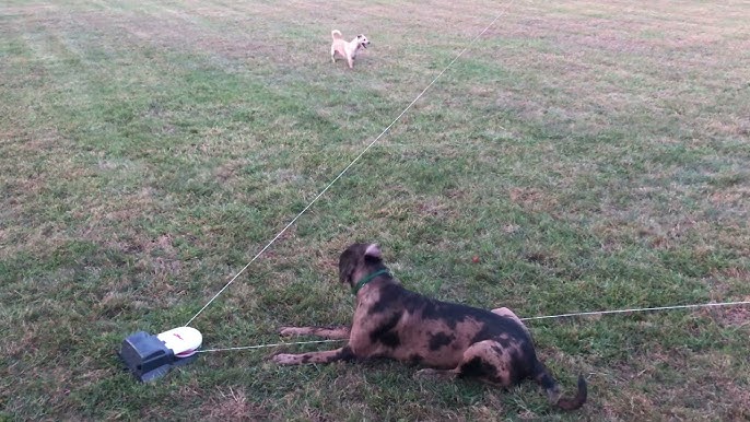 Toy For Dogs Remote-Control Capture Flag Lure Course Exercise 30