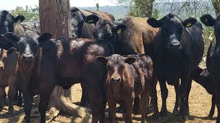 &quot;&quot;COMO LAS REQUIERE EL MANUAL &quot;&quot; lote de vaconas.angus negras