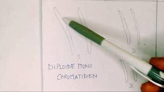 QU'EST CE QU'UNE CELLULE HAPLOÏDE OU DIPLOIDE/ Apprendre_comprendre QU'EST CE QU'UNE CELLULE HAPLOÏDE OU DIPLOIDE/ Apprendre_comprendre