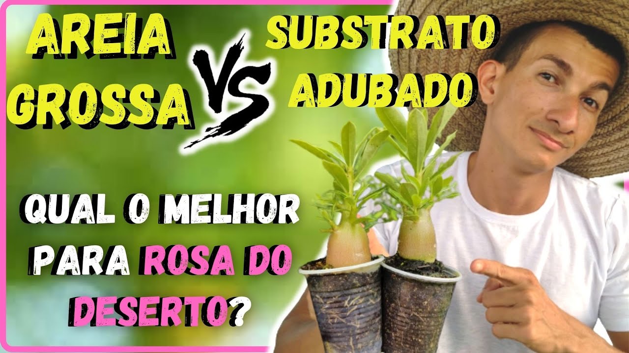 Entendendo a Areia em relação ao Substrato na Rosa do deserto.