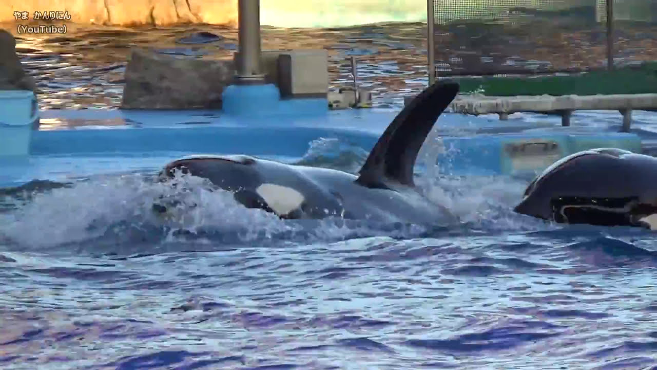 テンション上がったシャチ 名古屋港水族館 やまかんりにん Thewikihow