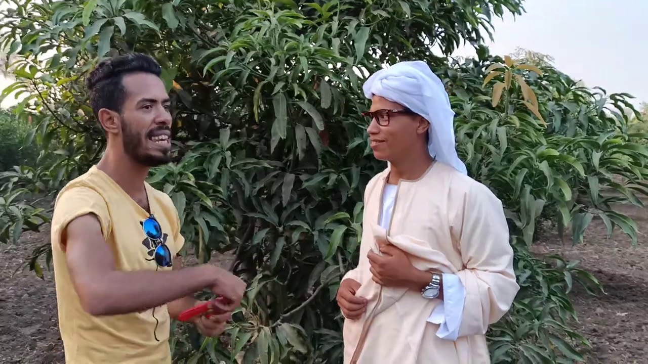 تقليم أصناف مانجو محلية بعد الجمع في شهر 10 - 11- 12في مزرعة المعلم ستاموني