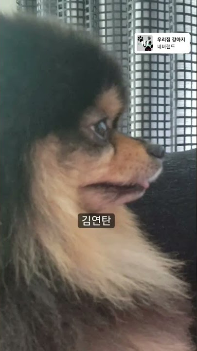 Taehyung instagram story with Yeontan 🐶💜 21 September 2022