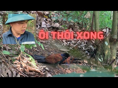 Bẫy Bim Bịp Bằng Mồi Giả Mới Nhất Năm 2021