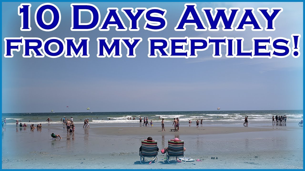 10 Days Of Vacation | How Did My Reptiles Fare?