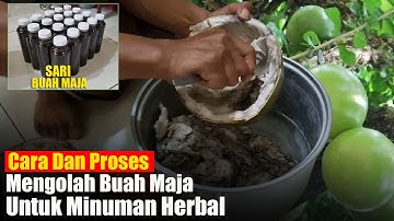 Cara dan Proses Pengolahan Buah Maja Untuk Minuman Herbal Bermanfaat