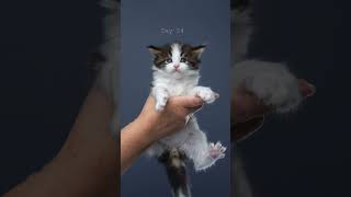 Maine Coon Kitten growing UP! #catographer #furryfritz #kitten #timelapse #cutecats #mainecoon  #cat