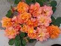 Обзор розы Вестерленд(Westerland). Форма цветка, длительность цветения, какой цвет, форма куста и тд