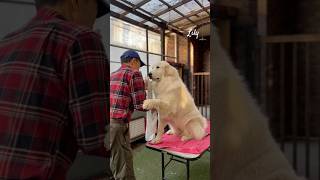 Lily リリー #greatpyrenees #todaysrunrun #グレートピレニーズ #今日のルンルン