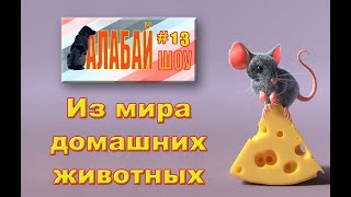 Привет от друга #13  Из мира домашних животных