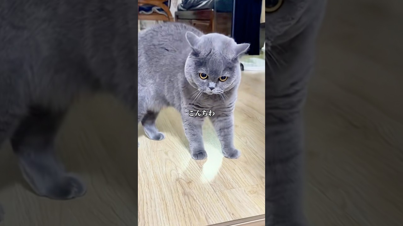 喋るネコ【※アフレコではありません】