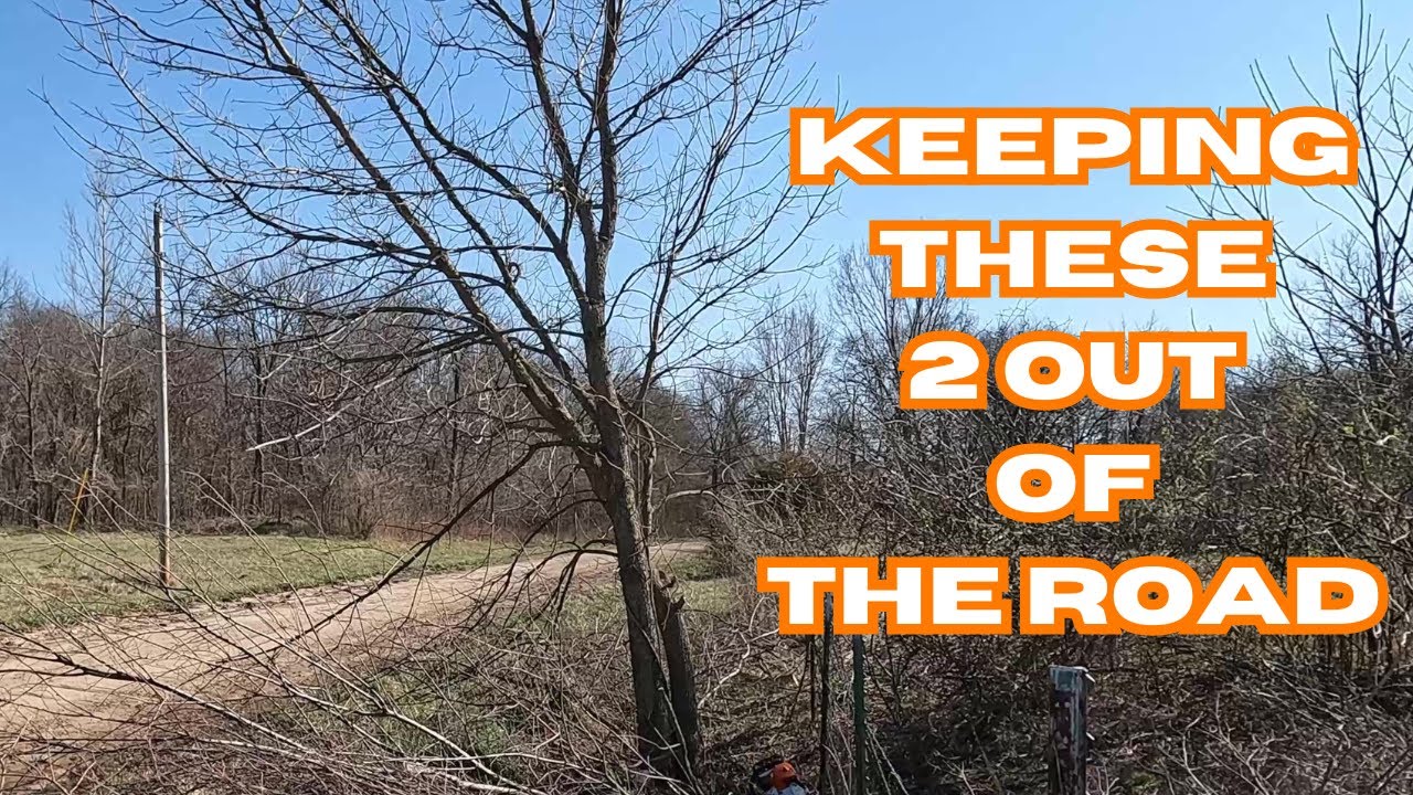 Trying to keep these 2 small trees out of the road - YouTube