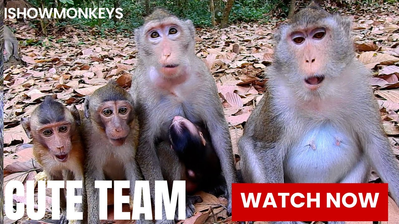 Monkey No Rene Not Bad! Monkey Anna Look Very Scared While Rene And Reza Sitting Near ...