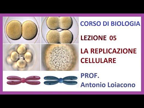 CORSO DI BIOLOGIA - Lezione 05 - La Replicazione Cellulare