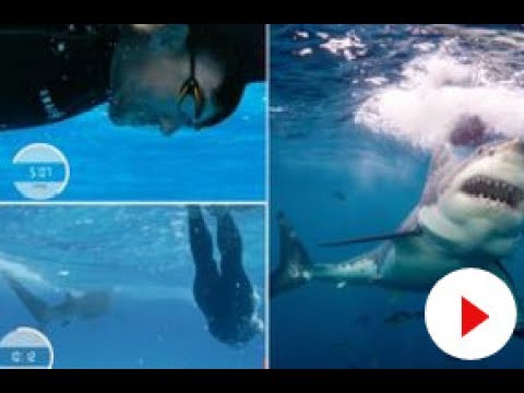 mical phelps vs shark mical phelps vs shark