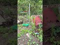 Rubbish piles up behind national hospital
