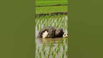 GIANT Python vs. Cow! 🐍 #short
