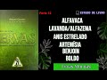 Rituais com Ervas P 14 - Ervas Mornas: Alfavaca, Lavanda, Anis Estrelado, Artemísia, Benjoin, Boldo