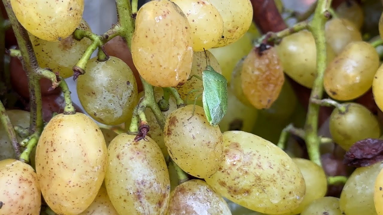 A poloskák és a szőlő - 2024.09.02-án