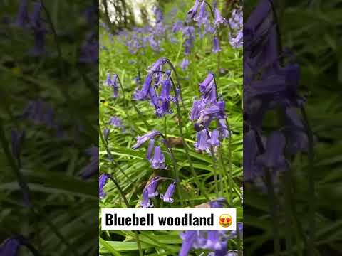 Video: Mikä on Bluebell Creeper - Australian Bluebell hoito ja tiedot
