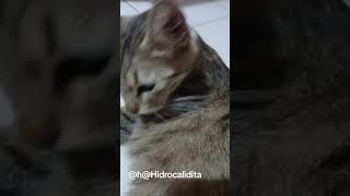 Quiero chetos karen 😹 #gatos #supcribete #supcribete #cat #cat #michis #gato #pets #humor