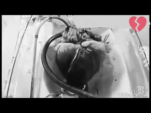 حالات واتس اب جديد اماني الذماري